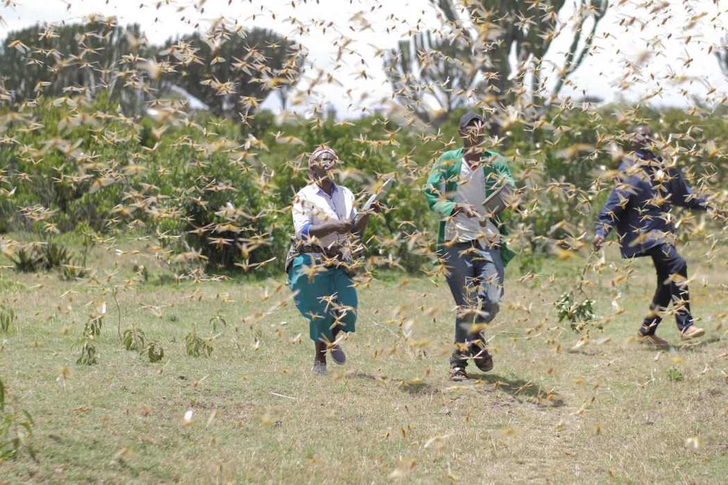 Locust Swarms Destroy Crops, Threaten Livelihoods In Kenya
