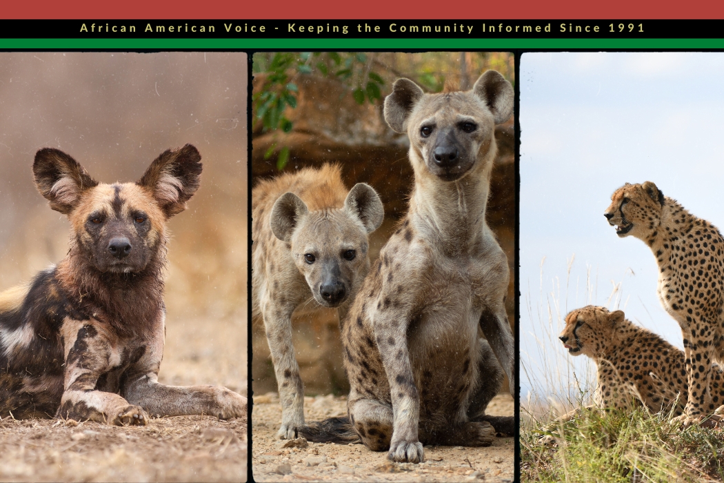 Hyenas, Wild Dogs And Cheetahs Disappearing From African Savannah