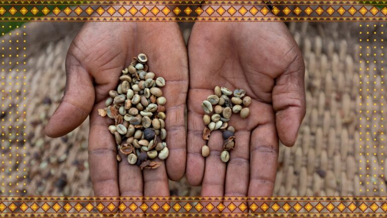 Uganda Coffee